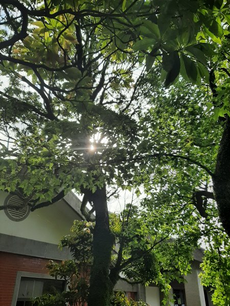 110 年春 登七星山1345722