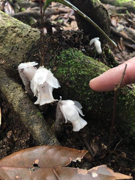 三訪塔曼山-水晶蘭的邂逅，人為破壞的震撼