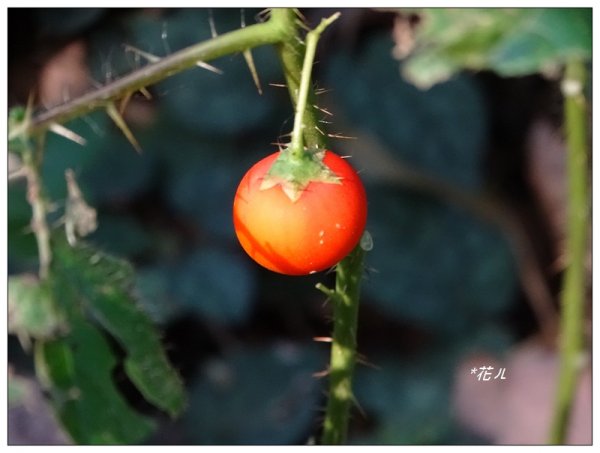 芎林/文林古道779828