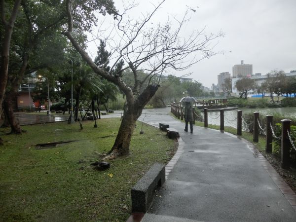 台大椰林步道．醉月湖103126