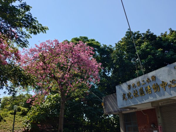 松柏嶺O形2908116