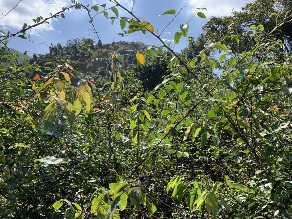 20250315屏東頭崙山-頭崙山西北峰2737231