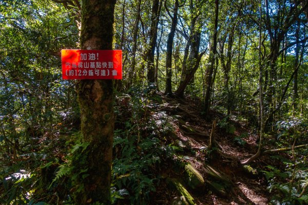 2023-11-03 初訪北得拉曼巨木步道，感受1號巨木的臨場震撼與內鳥嘴山的金黃浪漫2336025