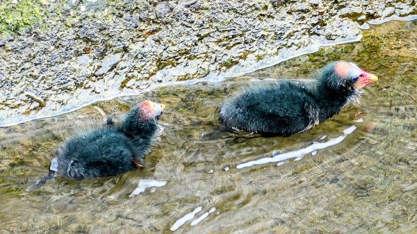北后寺。關稅戰2758754