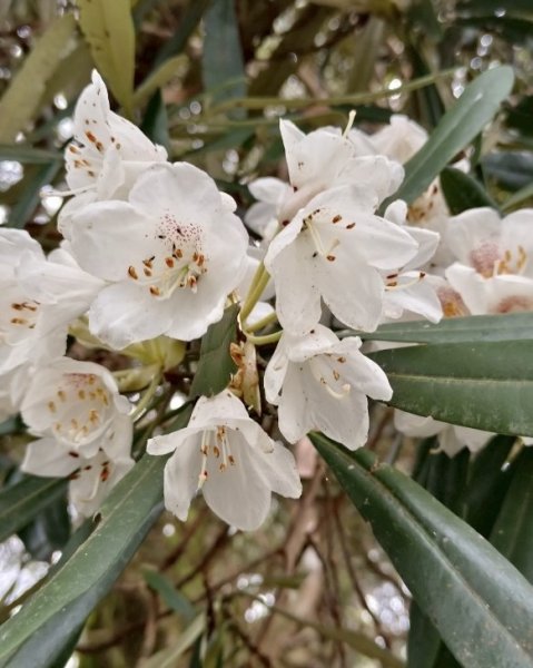 山車廣山.福巴越嶺O-神木群-水晶蘭-根結蘭2756261