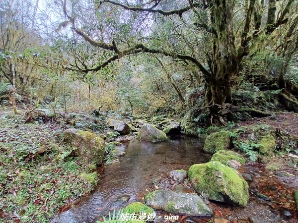 【宜蘭大同】走入南山部落魔法森林秘境。 羅葉尾溪步道2022025