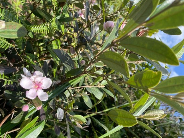 瑞芳四秀/瑞芳石梯坑古道-苦命嶺（紅毛山）2515173