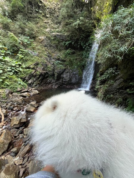 跟銀狐犬一起去蝴蝶谷瀑布找遺失登山杖 2025.12.52956217