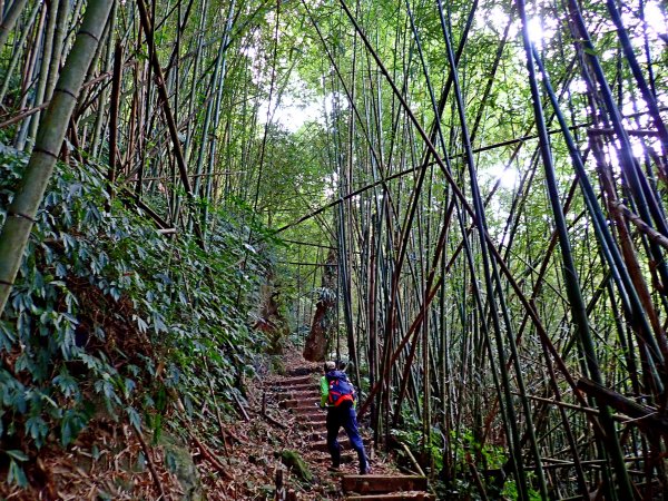 竹林饗宴--瑞太古道登雲戴山順走九芎坪山493575