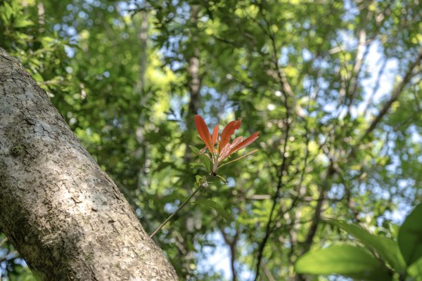 南澳/朝陽國家步道2751994