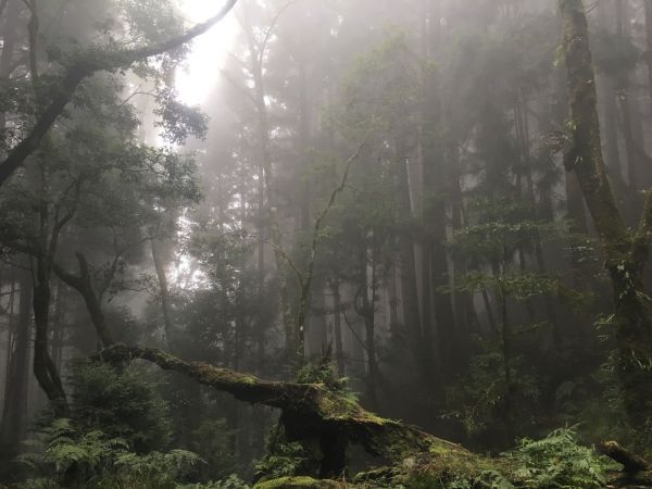 觀霧檜山巨木森林步道171739
