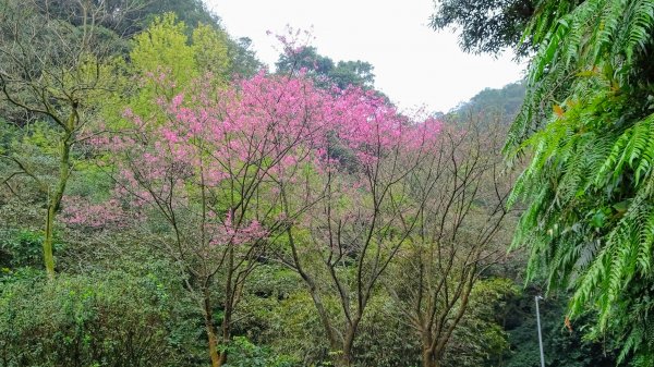 大尖山,四分尾山,勤進路1630949