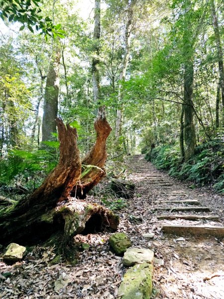 特富野古道-2024嘉遊好步道．來嘉走走2674380