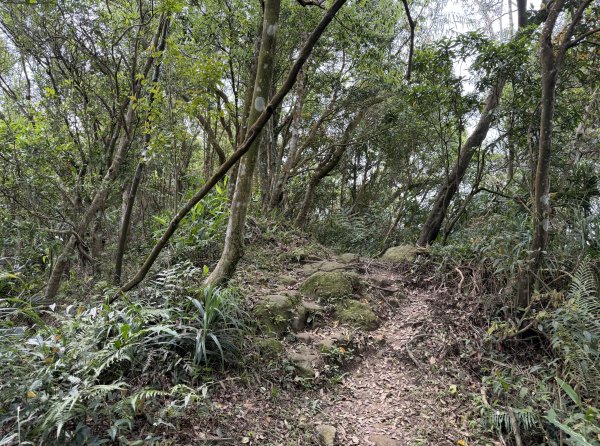 [微笑山線_第八段] 2026_0411 二格山系_筆架山南峰3035192