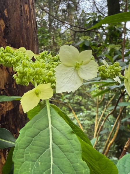 新竹五指山 - 指峰凌霄2768546