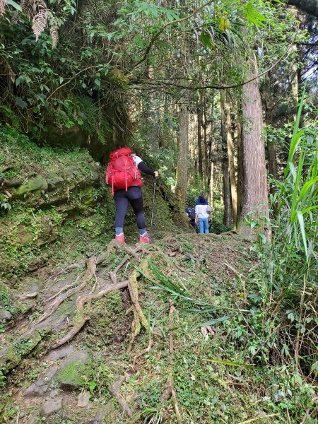 【嘉義|大凍山】多林-頂湖走1010181