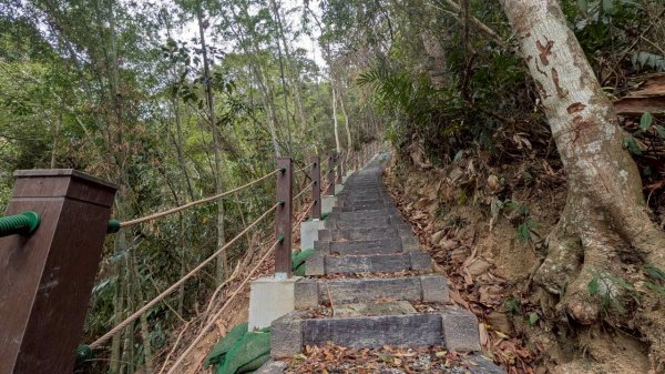 後尖山步道3008296