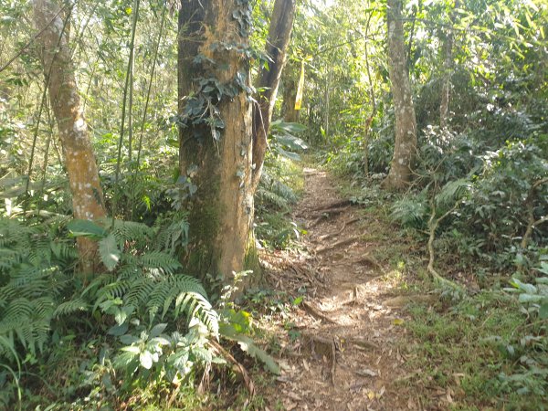 水頭排山連走薯園山1583281