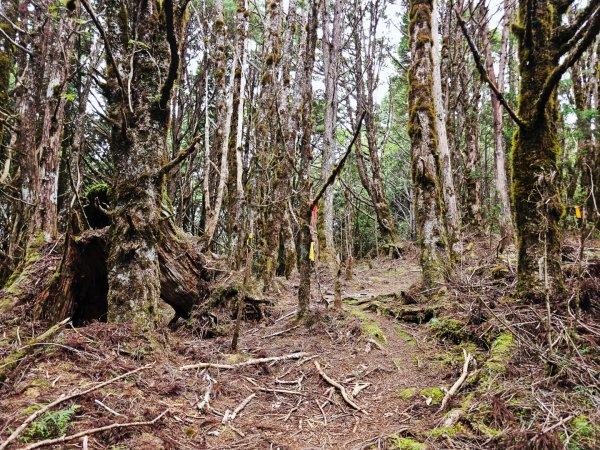 三星山-小百岳#85-宜蘭縣大同鄉2827539