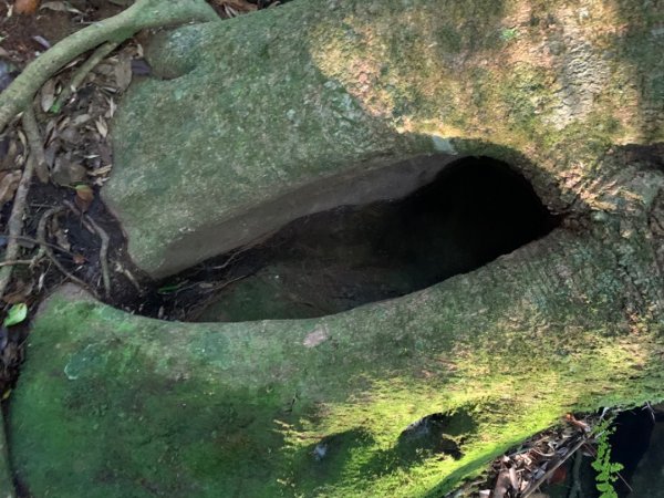 大凍山（小百岳）1117293