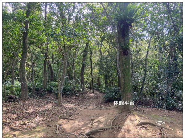 頭寮山、內湳溝山、牛角湳西南峰O型連走2738945