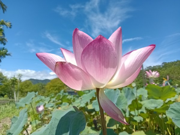 雙溪區中坑東山去回+林厝前荷花2877641