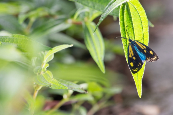 【新聞】浸水營地區首度發現罕見的天藍狹翅斑蛾