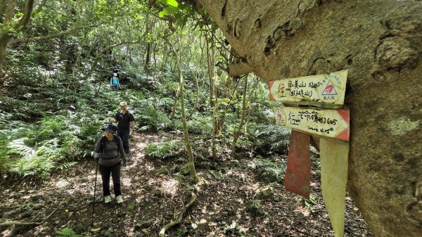 夏季的黃金十稜接九稜下門牙稜C型(草長路荒慎行)2880687