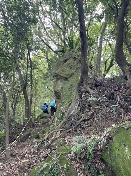 【大棟山系】百年大榕樹2858109