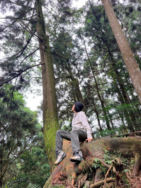 1150730嘉義大凍山之旅3092592
