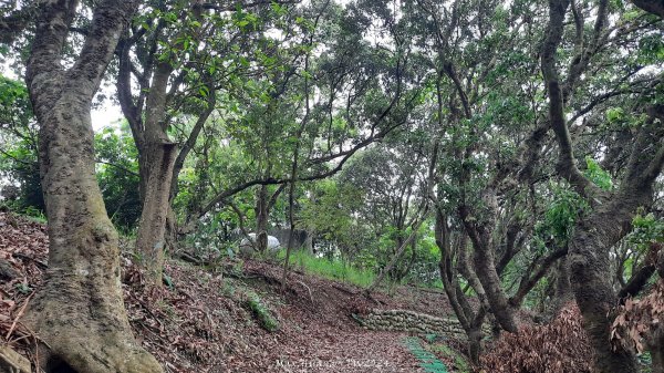 《彰化》西北雨後｜花壇大嶺巷步道群O繞202408242579743