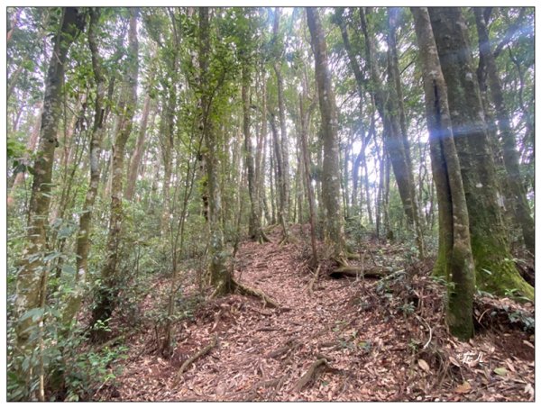 醜崠山、肥崠山(長壽山)、大崠山 三崠連走3100787