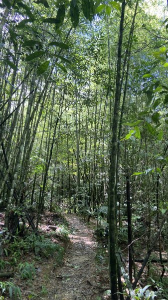 精彩的水社大山行|白石山土地公廟|Great Mt. Shuishe|쉐이써따신|峯花雪月2263860