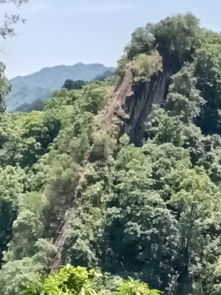 平溪區東勢格越嶺古道+孝子山步道(慈恩嶺+慈母峰)探花(艷紅鹿子百合)路線O型2848660