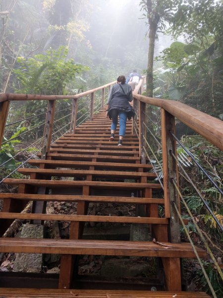 搭阿里山森鐵去登獨立山(小百岳#58)。走大巃頂賞茶園風光 (2020/11/8)1427685