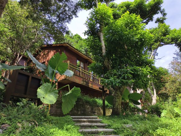 [百山百鳥尋旅-07/15] 2025_0831 八仙山國家森林遊樂區步道群_天籟步道2875913