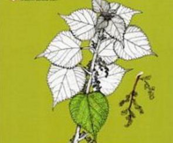 【書訊】綠色葛蕾扇：南澳泰雅的民族植物