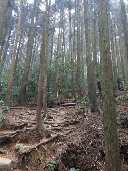 香杉秘境@長壽山：還有孟宗竹林及柳杉混合林、加碼夫妻樹1480570