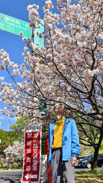 #中山樓 #陽明公園 #十八份 #墨染櫻 #吉野櫻 #唐棉 #小實女貞 #大紅蛺蝶 #夕陽 3/13017033