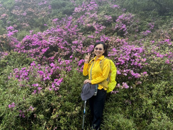 合歡北峰紅毛杜鵑盛開_202406052518341