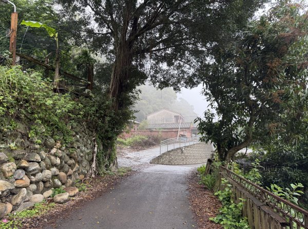 [樟之細路_第一大段RSA06] 2026_0329 打牛崎古道3027171