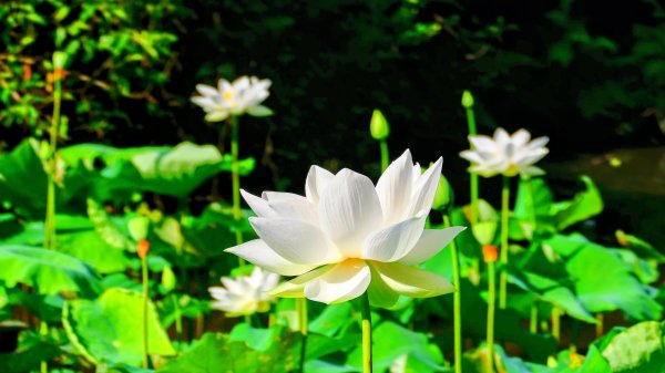 普剌(拉)特草3071843