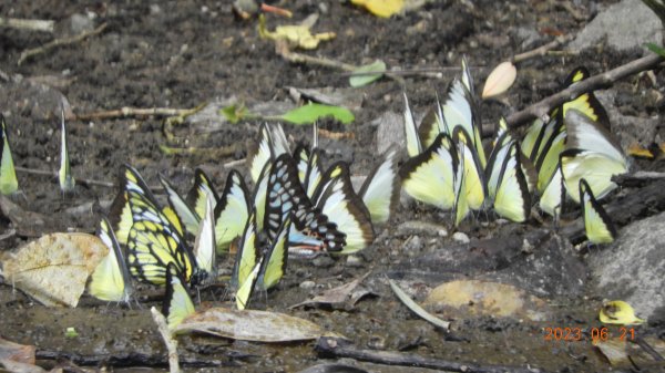 雲山水花鳥蝶-天龍國阿伯的日常6/21&22燕巢親子餵食秀2190462