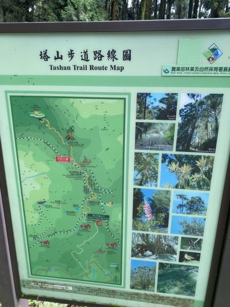 阿里山水山療癒步道3064226