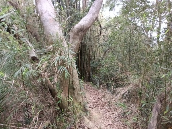 寶山鄉寶山水庫(寶山東峰+中峰+中西峰+西峰+西北峰)+尖山O型3012538
