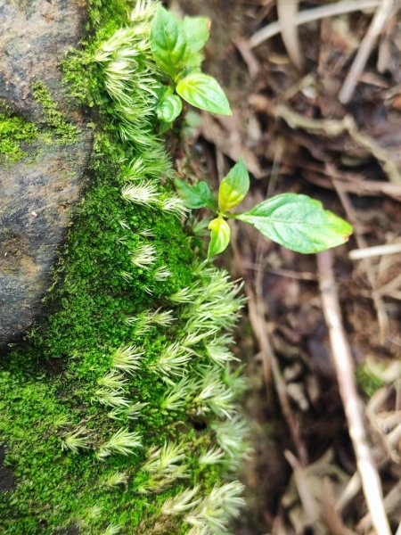 汐止大尖山-秀峰瀑布2684793