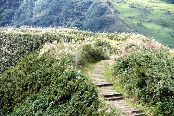草嶺古道-桃源谷遍野芒花翻飛，飽覽絕美山海奇景！2335613