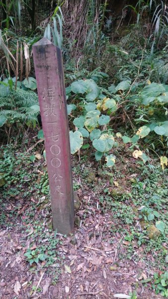 溪頭天文台登山步道、神木步道1523945