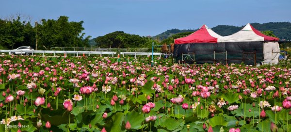 金山清水濕地 5/31 #牡丹蓮 #香水蓮2799968