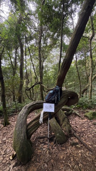 鵝黃色的優雅2960208